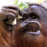 orangutan haciendo mueca