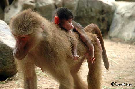madre y cria babuinos
