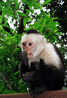 mono capuchino