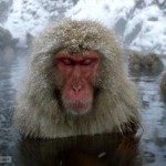 macaco japones en el agua termal