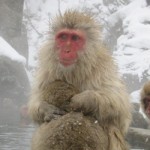 macaco japones