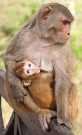 macaco  rhesus y su cria