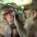 macacos rhesus