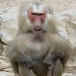 macaco feo